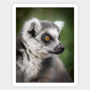 Ring-tailed Lemur Portrait Sticker